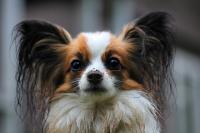 papillon orecchie grandi