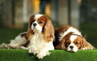 Cavalier King Charles Spaniel orecchie