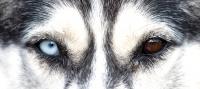 husky occhi bicolore