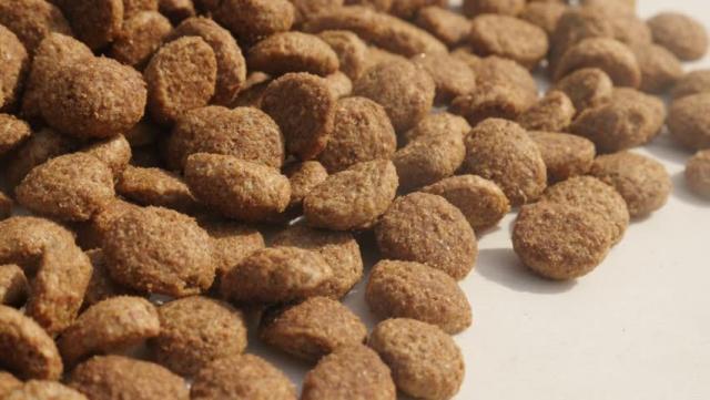 cane non mangia crocchette