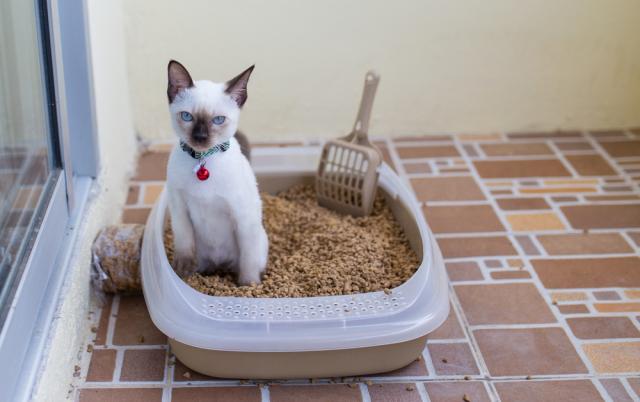 Allergia Alla Lettiera Del Gatto Mondopetsit