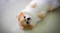 cane pomerania