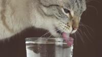 gatto non beve