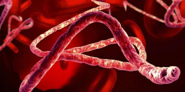 ebola nei cani