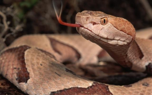serpente marrone orientale