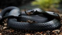 serpente mamba nero