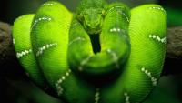 anaconda verde