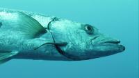 pesce barracuda