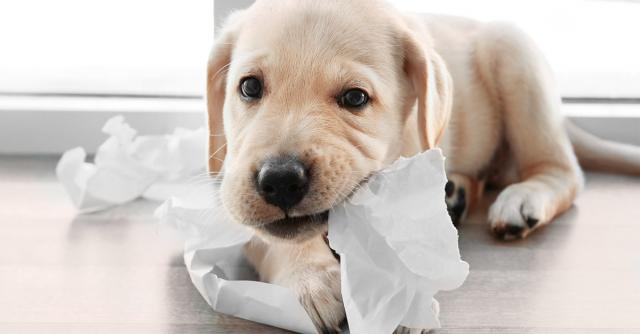 Perchè Il Cane Mangia La Carta Mondopetsit
