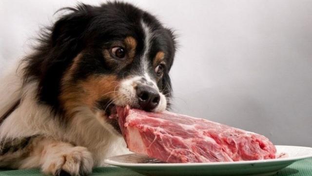 benefici per la dieta di cibi crudi per cani benefici per la dieta di cibi crudi per cani
