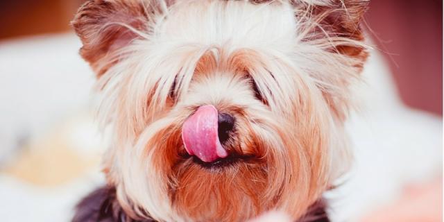cane carne cruda