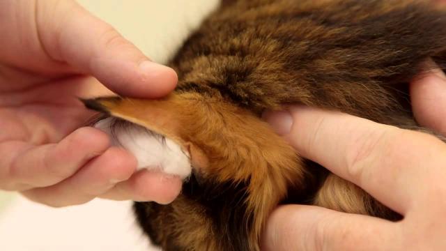 Foto Glicemia alta nel Gatto
