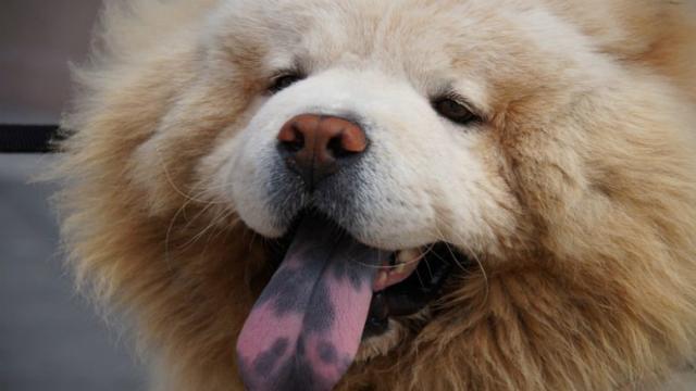 Foto Lingua viola o macchiata nel Cane