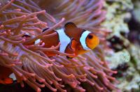 pesce pagliaccio anemone