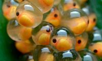 uova di pesce pagliaccio