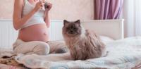 toxoplasmosi gatto gravidanza