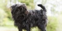 cane Affenpinscher