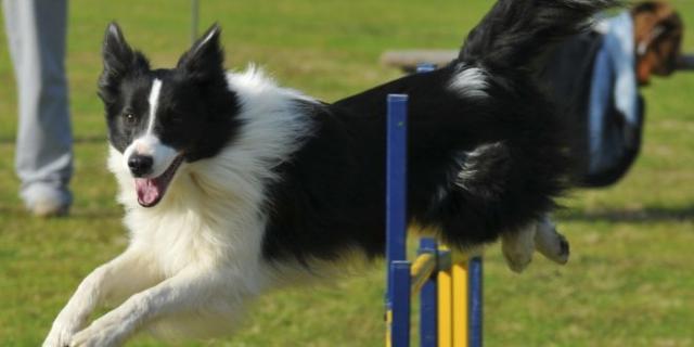 sport cane agility