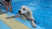 sport nuoto cane