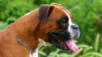 cane boxer