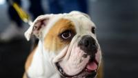 bulldog inglese