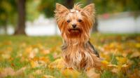 Yorkshire Terrier