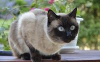 gatto siamese