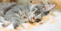 gatto maine coon