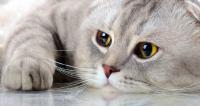 gatto Scottish Fold