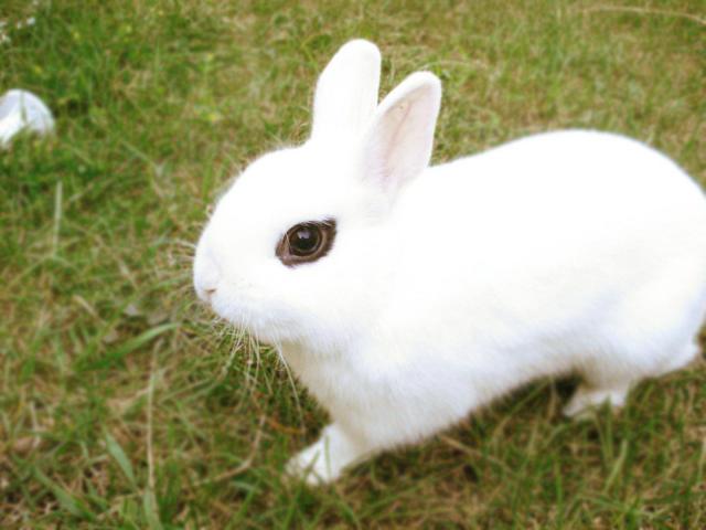 coniglio hotot