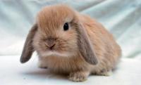 coniglio mini lop