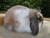 coniglio American fuzzy lop