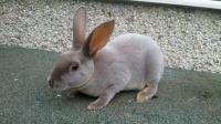 coniglio mini rex