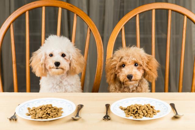 gusto nel cane