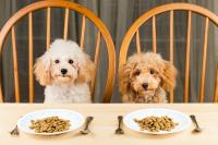 gusto nel cane