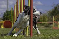 cane agility