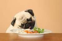 cane mangia riso