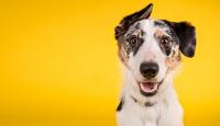 cane alimentazione atopia