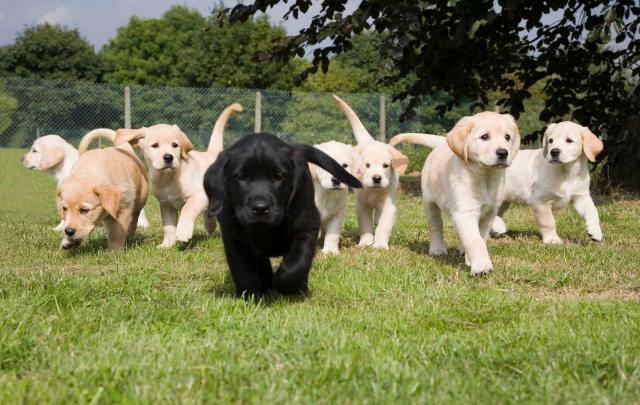 Foto Sindrome di Shaker nel Cane: cause, sintomi e trattamento