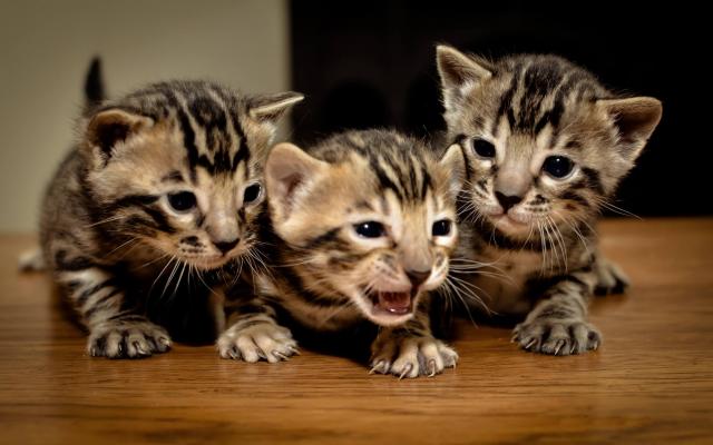 Foto Come calmare un gatto iperattivo?