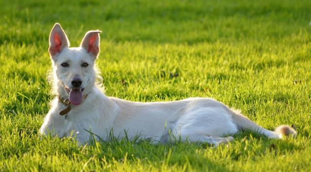 Foto Fistola perianale nel Cane: cause, sintomi e trattamento