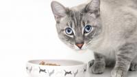 gatto cibo anemia