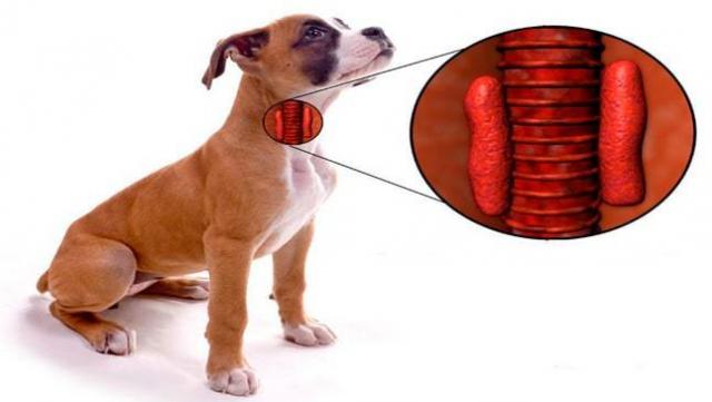 cane che urina frequentemente dopo il prednisone cane che urina frequentemente dopo il prednisone