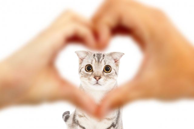 Insufficienza Cardiaca Nel Gatto Cause Sintomi E Cure Mondopetsit