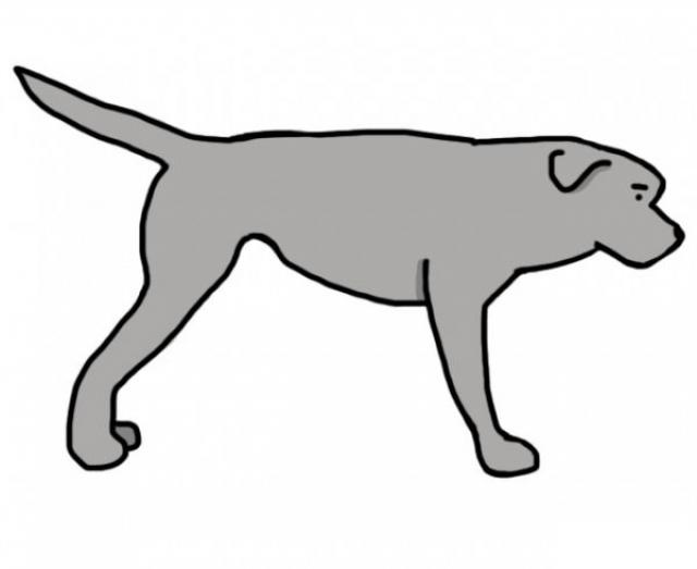 coda dritta cane cosa significa