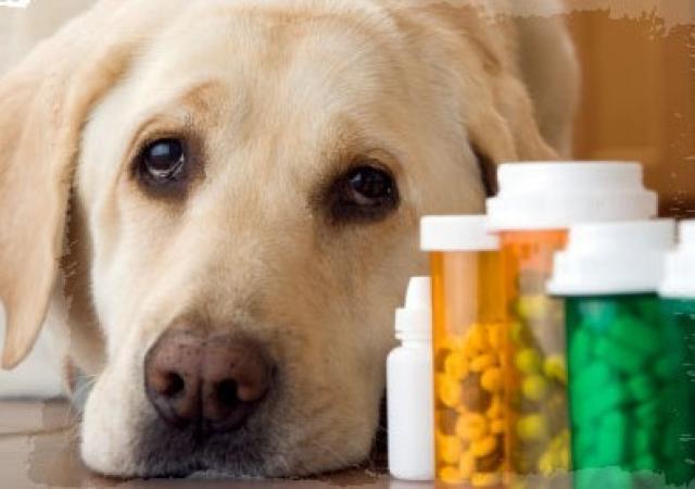 Foto Azatioprina - Farmaci per cani