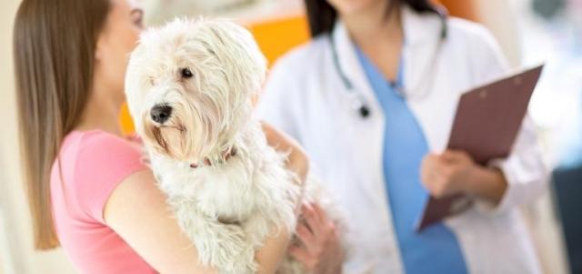 cane veterinario