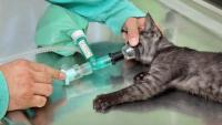 anestesia gatto