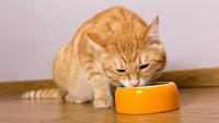 alimentazione gatto colite