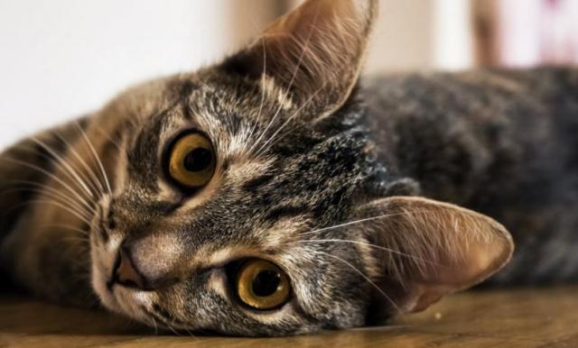 orecchie gatto
